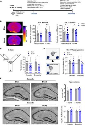 Defective hippocampal neurogenesis underlies cognitive impairment by carotid stenosis-induced cerebral hypoperfusion in mice